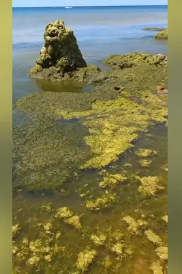 Уникальные картинки водорослей Черного моря в Full HD качестве