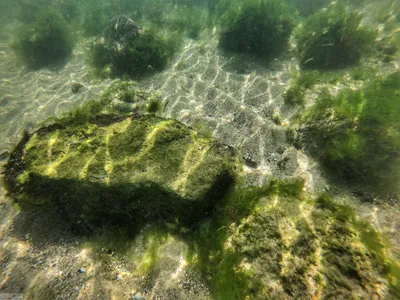 Фотографии водорослей Черного моря в хорошем качестве для скачивания