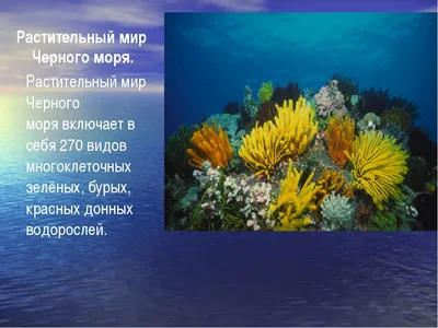 Фото водорослей Черного моря в HD качестве на 2024 год