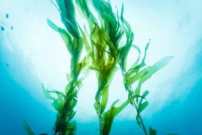 Красочные фотографии водорослей Черного моря на рабочий стол