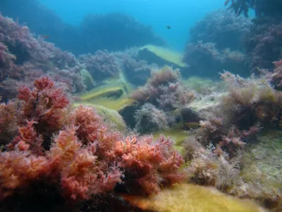 Фото водорослей Черного моря в Full HD разрешении