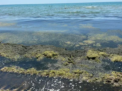 Вдохновляющие картинки водорослей Черного моря в стиле арт