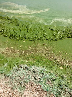 Водоросли черного моря фотографии