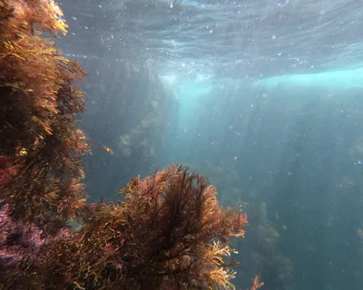 Привлекательные фото водорослей Черного моря на айфон