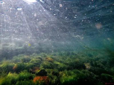 Скрытая красота: фотографии водорослей черного моря разукрасят ваш день