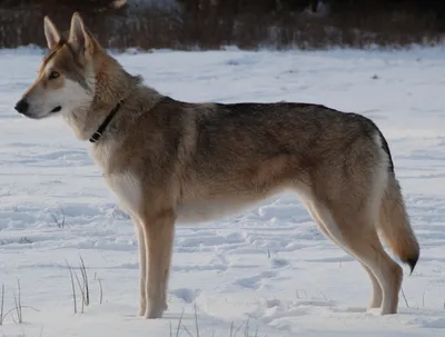 Волчья собака Сарлоса: красивое фото в формате JPG