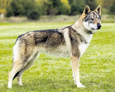 Изображение волчьей собаки Сарлоса: бесплатный скачиваемый контент