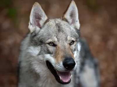 Изображение волчьей собаки Сарлоса: скачайте бесплатно