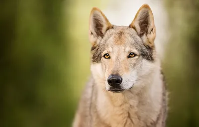 Фото волчьей собаки Сарлоса: загрузите на свой компьютер