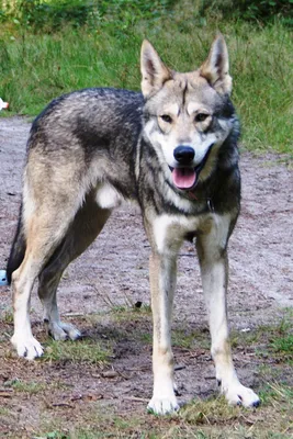 Волчья собака Сарлоса: красивое изображение для социальных сетей