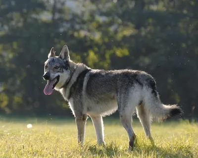Фотография волчьей собаки Сарлоса: скачивайте бесплатно