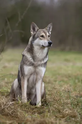 Фотография волчьей собаки Сарлоса: выберите размер и формат