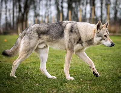 Изображение волчьей собаки Сарлоса: красивый контент для блога