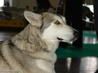 Волчья собака Сарлоса: бесплатное изображение для личного использования
