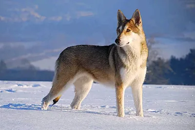 Фото волчьей собаки Сарлоса: выберите размер и формат для скачивания