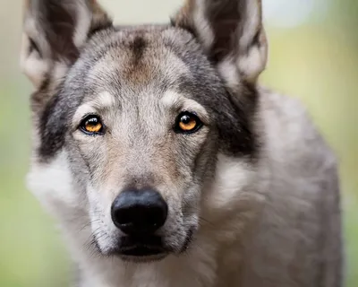 Волчья собака Сарлоса: красивый контент для веб-дизайна