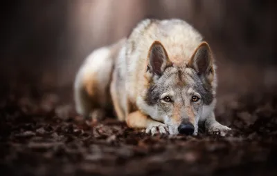 Фото волчьей собаки Сарлоса: качественное изображение для социальных сетей