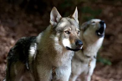 Фото Волчьей собаки Сарлоса: лучшие кадры
