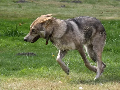 Волчья собака Сарлоса на фото: скачайте бесплатно