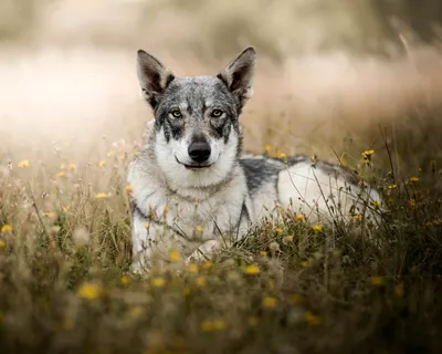Собака Сарлоса: фото с разных ракурсов
