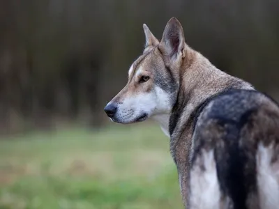 Фото волчьей собаки Сарлоса: бесплатно и без регистрации