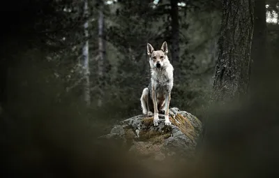 Изображения Волчьей собаки Сарлоса в формате PNG