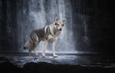 Волчья собака Сарлоса на фото: выберите размер