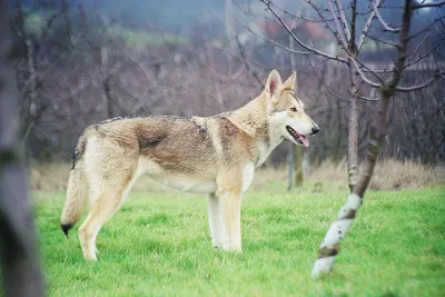 Красивая фотка волчьей собаки Сарлоса: скачивайте и наслаждайтесь