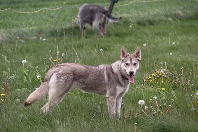 Волчья собака Сарлоса: высококачественное изображение
