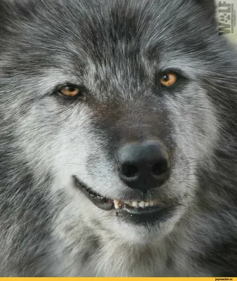 Новые смешные фото с волками - скачать бесплатно