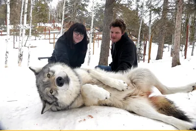 Смешные фото волков - скачать бесплатно в формате WebP