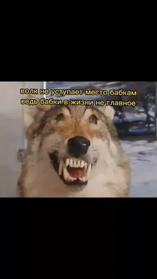 Волк смешные картинки - новые изображения в HD качестве
