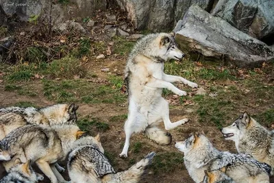 Необычные волки: смешные фотографии, которые вас удивят!