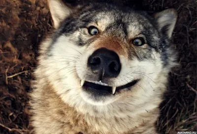 Волки в фокусе смеха: уникальные снимки, которые заставят вас посмеяться!