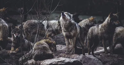 Улыбнитесь вместе с волками: забавные фотоснимки для хорошего настроения!