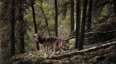 Фото волка в лесу: выберите размер и скачайте в формате JPG, PNG, WebP