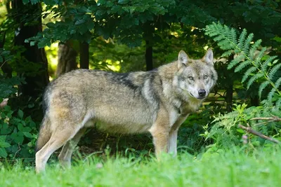 Потрясающие фотографии лесного волка на фоне живописного пейзажа