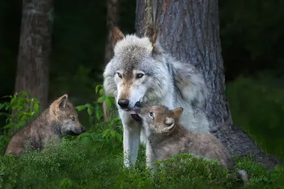 Впечатляющие образы волка в его естественной среде обитания