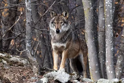 Фотографии волка в лесу: ощутите его дикий дух и энергию
