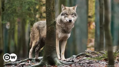Фото волка в окружении зеленого леса: бесплатно скачать в разных форматах