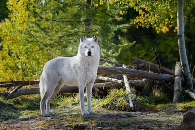 Волк в лесу - новое изображение: скачать бесплатно в хорошем качестве