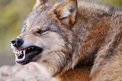 Магия волка: впечатляющее фото волка в лесном пейзаже