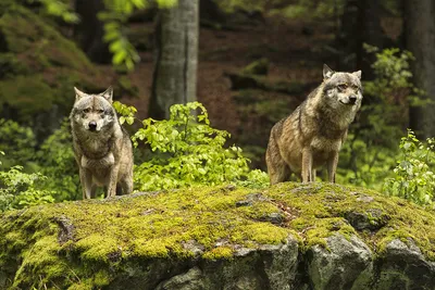 Фотография волка в лесу: потрясающий момент запечатленный на фотке