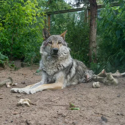 HD качество фотографии волка в лесу: все детали на месте