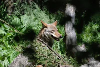 Full HD качество фона волка в лесу: создайте атмосферу дикой природы