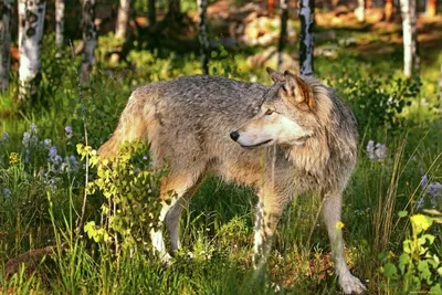 Картинки волка в лесу: мощная и красивая дикая природа
