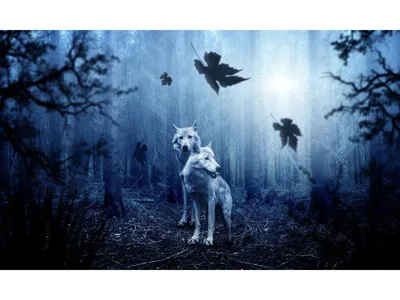 Удивительное фото волка в лесу в Full HD разрешении