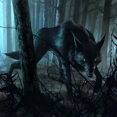 Волка в лесу фотографии