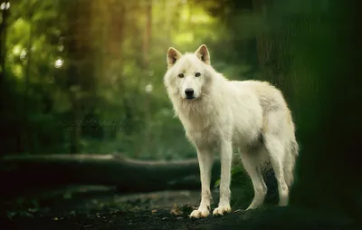 Фотография волка в лесу: мгновение, запечатленное на камеру
