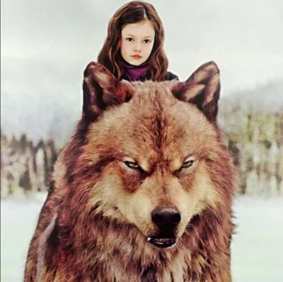 Волки из фильма Сумерки: фото коллекция в HD качестве